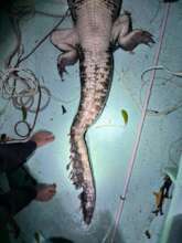 New River Lagoon croc with wounded tail