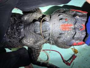 Emaciation of New River Lagoon croc