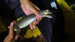 American croc caught during survey; missing an arm