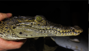 Captured Juvenile crocodile