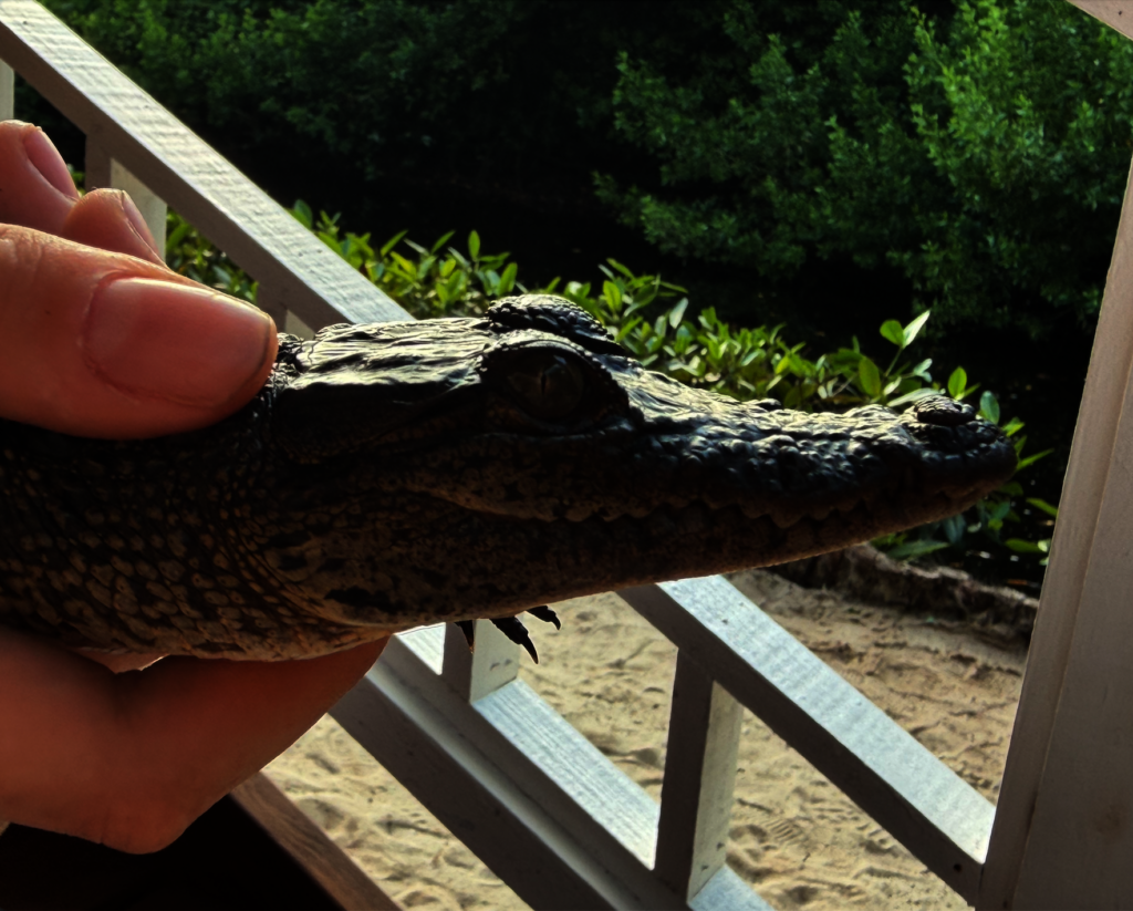 Baby croc captured for research