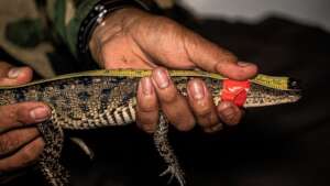 Measuring a crocodile