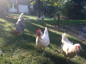 A farm animal sanctuary plants trees in 2016