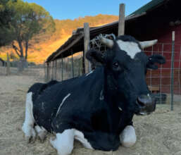 Photo credit: Herd & Flock Sanctuary