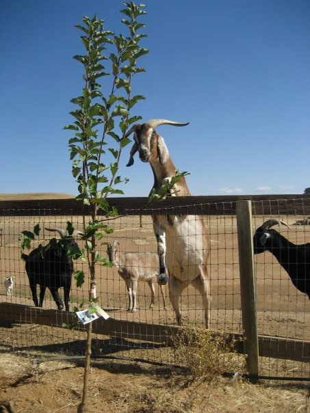 Planting orchards for rescued animals
