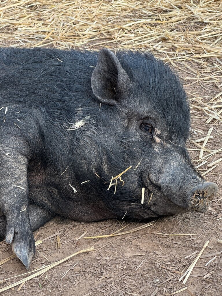 Planting orchards for rescued animals