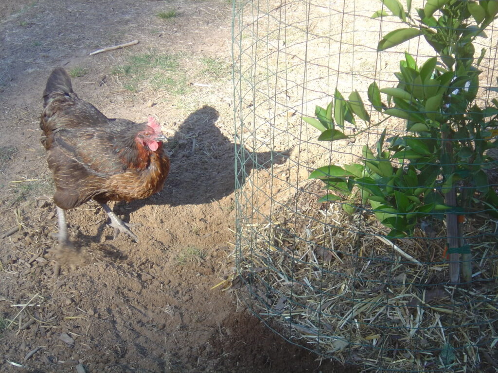 Planting orchards for rescued animals