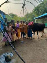 Mattu Pongal Celebrations