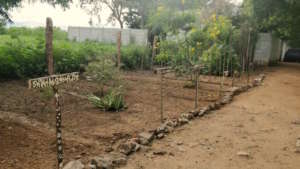 Daysprings New Garden