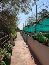 The rooftop garden - 2