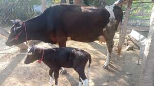 The new baby calf with his mum