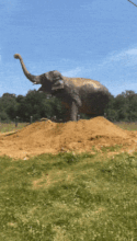 Delhi enjoying a clay bath