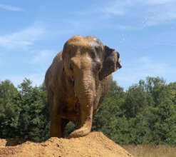 Delhi in the clay - Happy Birthday!
