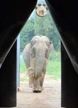 Gandhi Takes her Hay Snack Inside