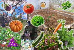 Contribute with a vegetable garden?