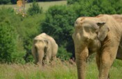 Funds for European sanctuary for retired elephants