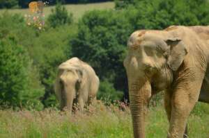 Funds for European sanctuary for retired elephants