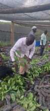 Coffee Plants