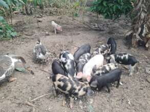 Livestock
