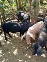 Healthy Livestock