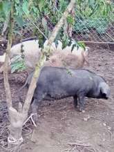 Pregnant Pigs