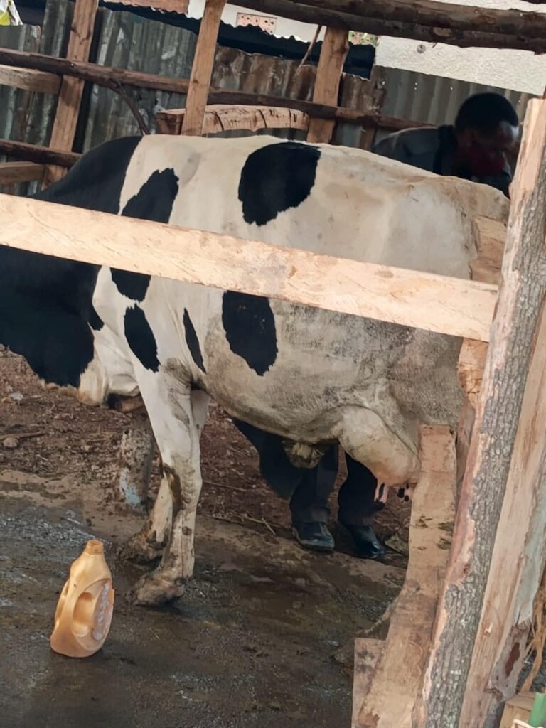 School Cow
