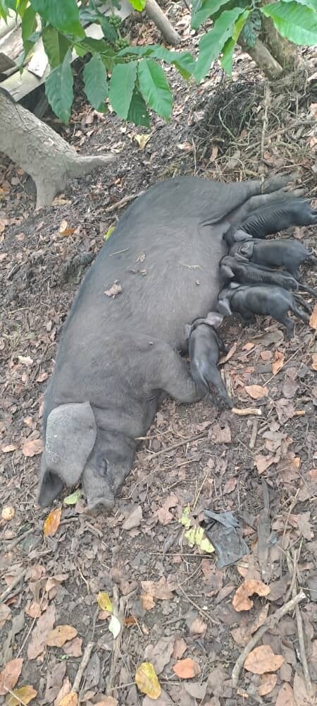 Pigs for Prosperity: Empower 40 Widows and Orphans
