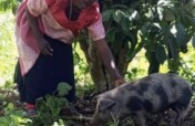 Pigs for Prosperity: Empower 40 Widows and Orphans