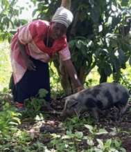 Pigs for Prosperity: Empower 40 Widows and Orphans
