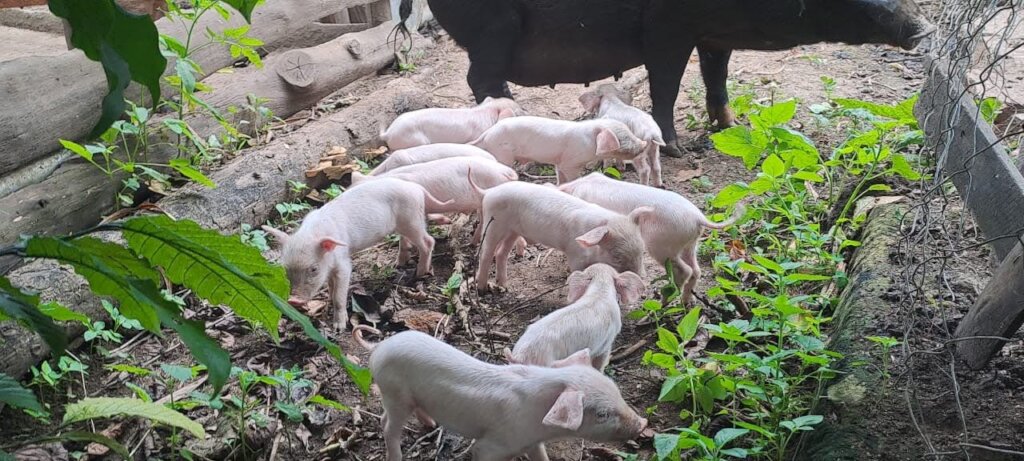 Piglets