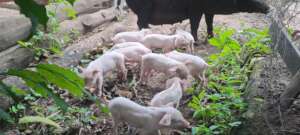 Piglets