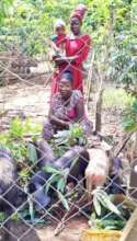 Empowering Women in Livestock Management