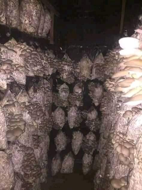 Improving Livelihoods through Mushrooms Project