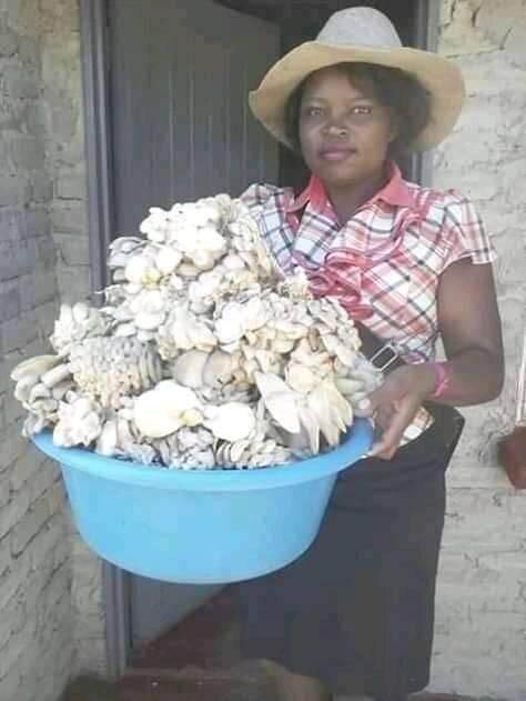 Improving Livelihoods through Mushrooms Project