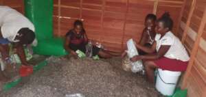 Women preparing mushroom kits