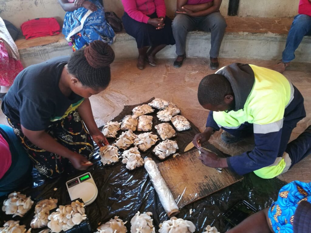 Improving Livelihoods through Mushrooms Project