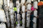 Improving Livelihoods through Mushrooms Project