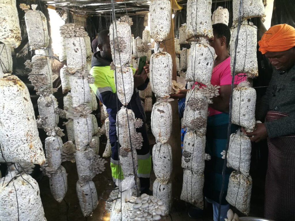 Improving Livelihoods through Mushrooms Project