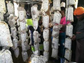 Improving Livelihoods through Mushrooms Project