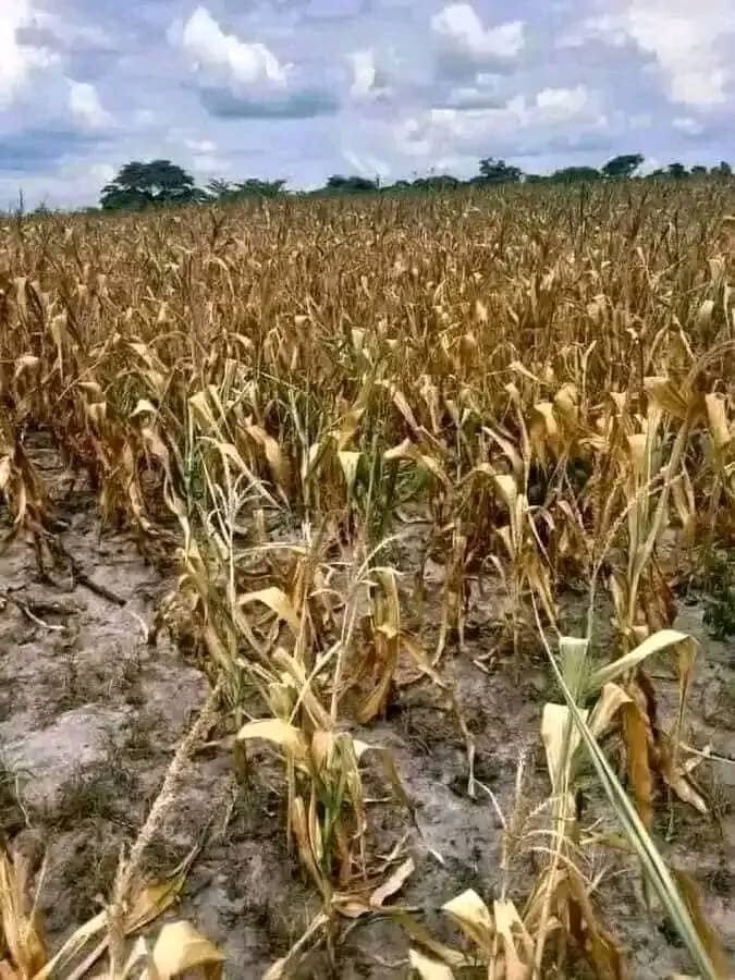 Emergency response to malaria and food shortages