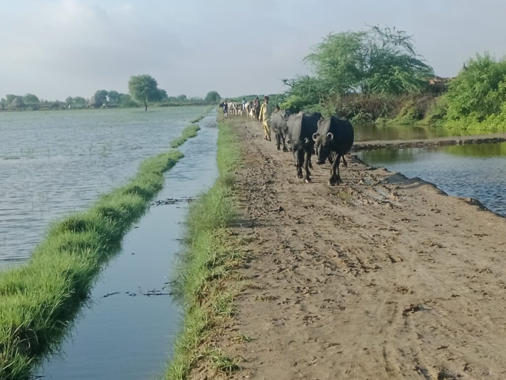 Flood Relief Response Sindh Pakistan
