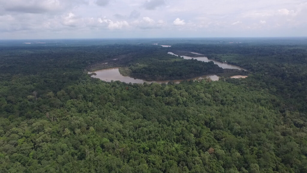Help us to save the forest of orangutans !