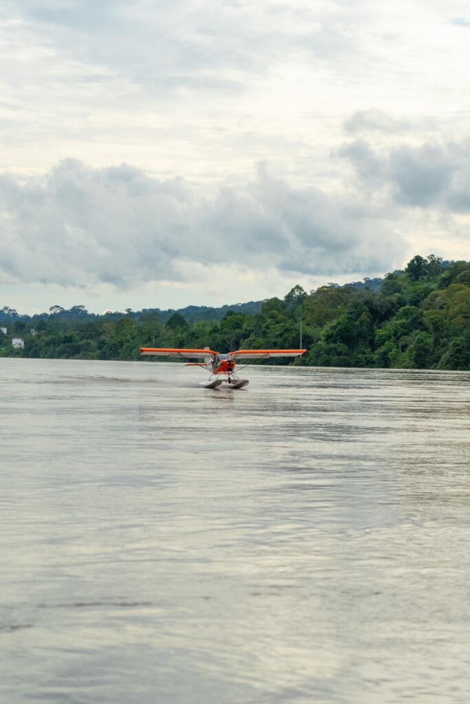 Help us to save the forest of orangutans !