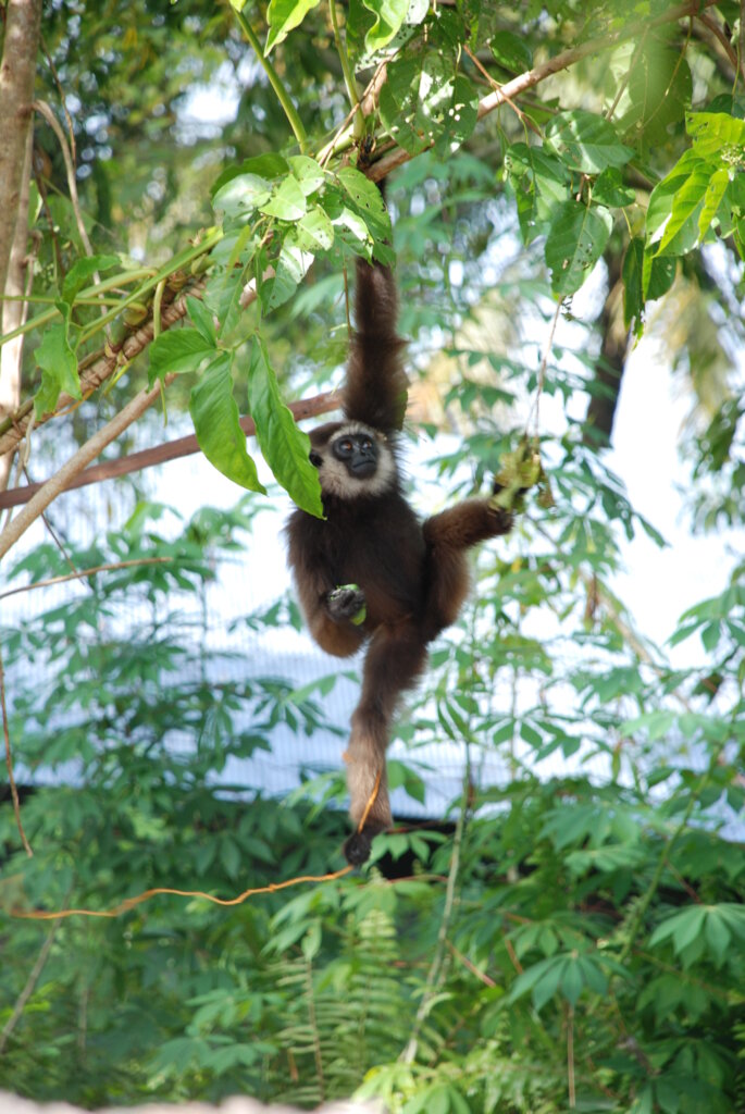 Help us to save the forest of orangutans !