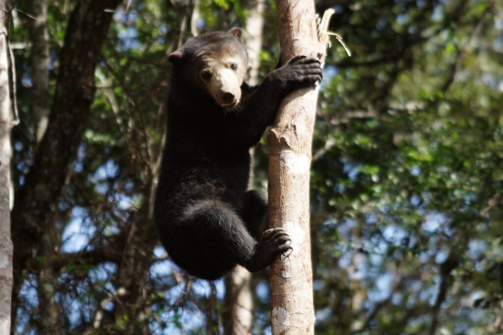 Help us to save the forest of orangutans !