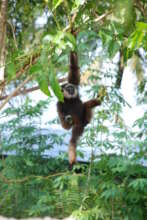 A gibbon in a tree in the forest