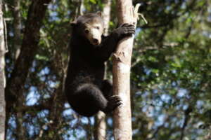 Bear in a tree