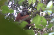 Help us to save the forest of orangutans !