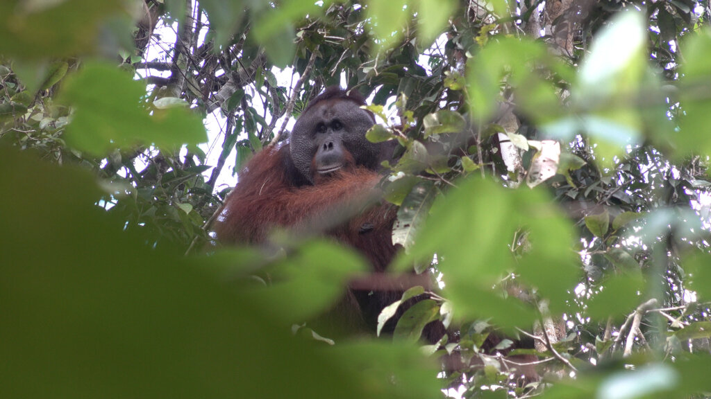 Help us to save the forest of orangutans !