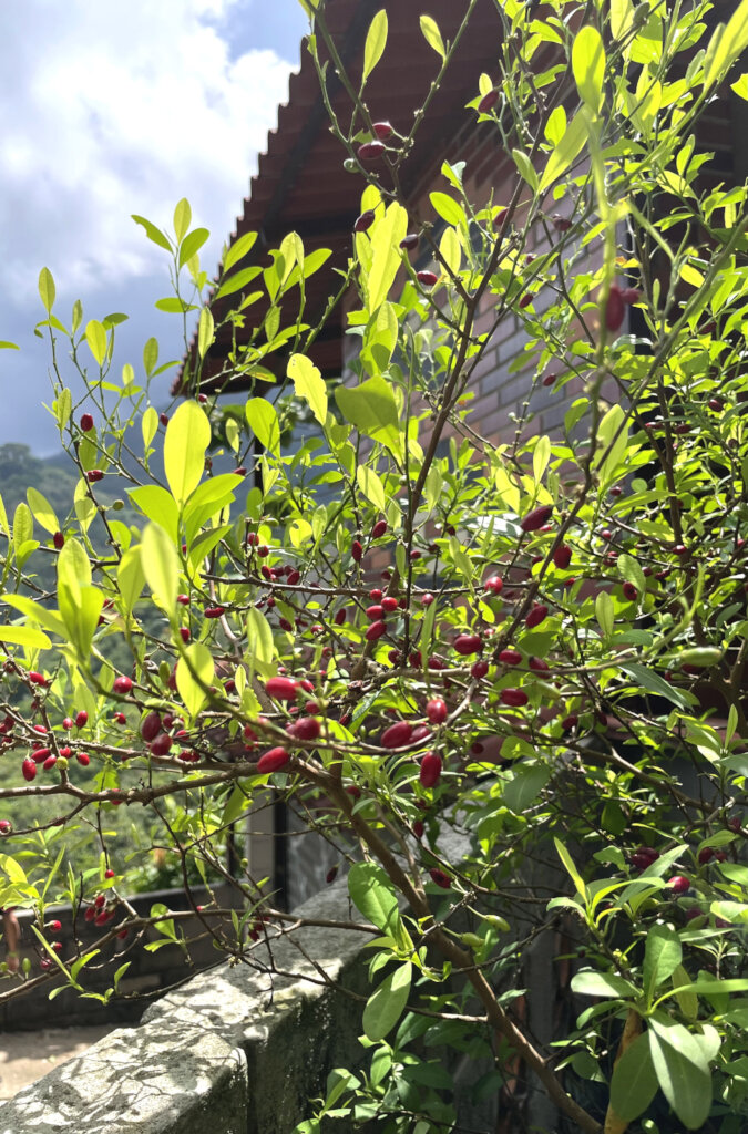 Coca plant with red seeds growing